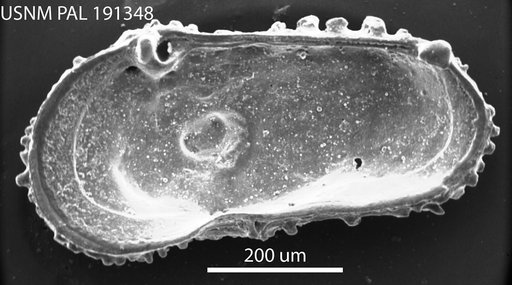 Actinocythereis captionis Hazel in Ray