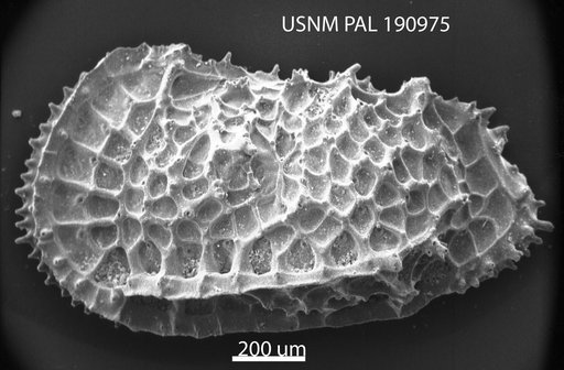Agrenocythere radula (Brady, 1880)