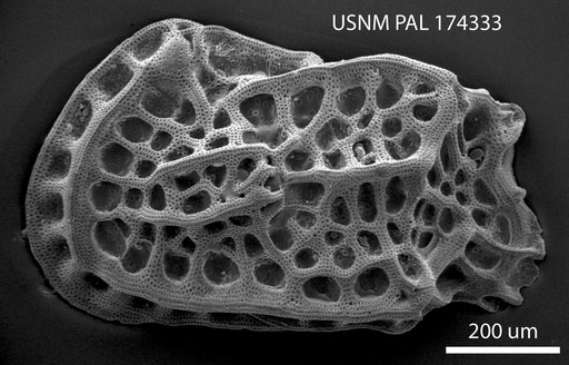 Jugosocythereis sp Benson