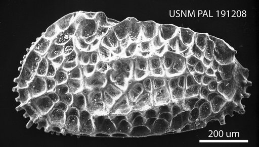 Paleocosta kefensis Benson