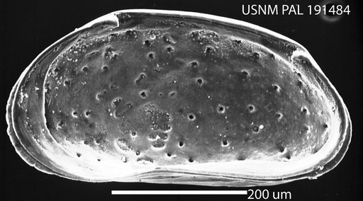 Microcytherura minuta Hazel in Ray