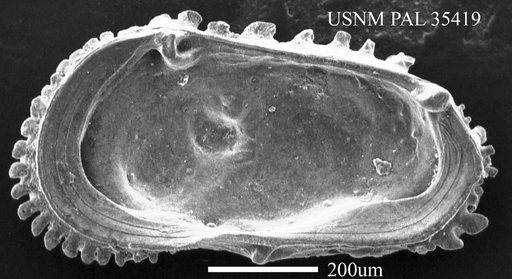 Cythere exanthemata Ulrich & Bassler