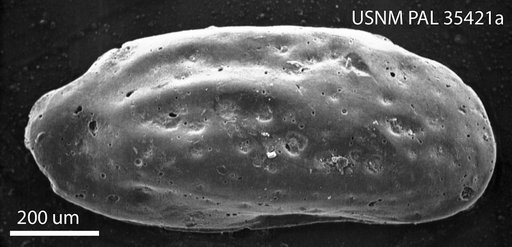 Pseudocytheretta inaequivalvis (Ulrich & Bassler)
