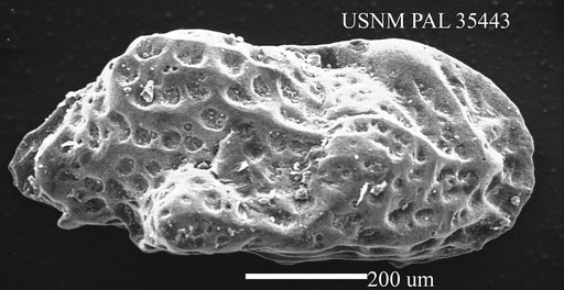 Cytheropteron nodosum Ulrich & Bassler, 1904