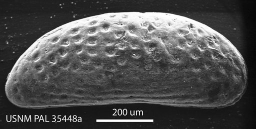 Hulingsina semicircularis (Ulrich & Bassler)