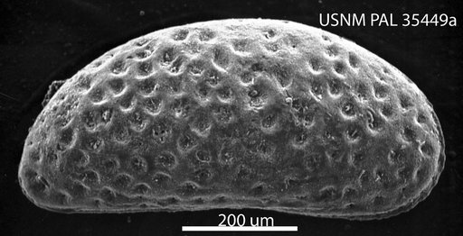 Cytherideis semicircularis Ulrich & Bassler