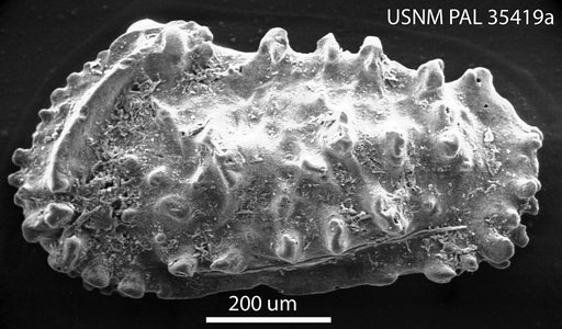 Actinocythereis exanthemata (Ulrich & Bassler, 1904)