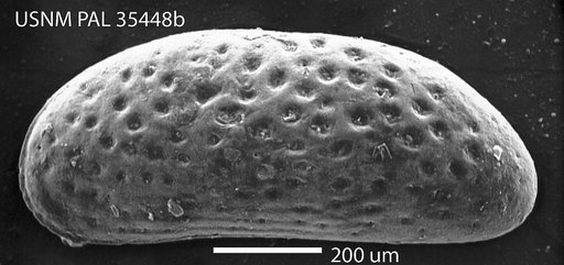 Hulingsina semicircularis (Ulrich & Bassler)