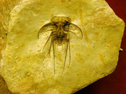 Dicranurus hamatus Conrad