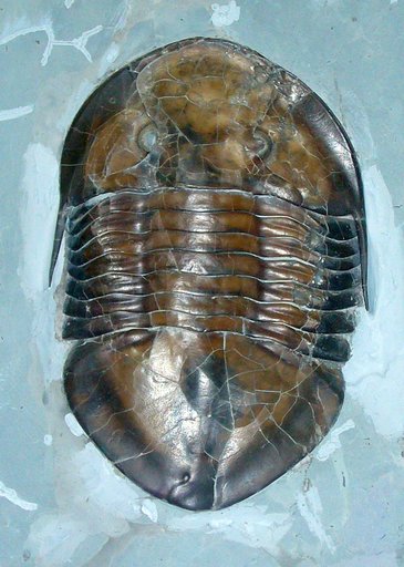 Isotelus gigas Dekay, 1824