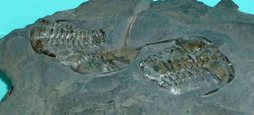Ceraurus pleurexanthemus Green, 1832