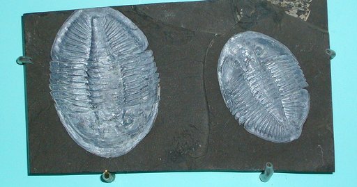 Pseudogygites latimarginatus (Hall, 1847)