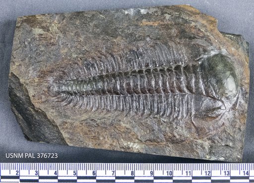 Paradoxides carens (Barrande, 1846)