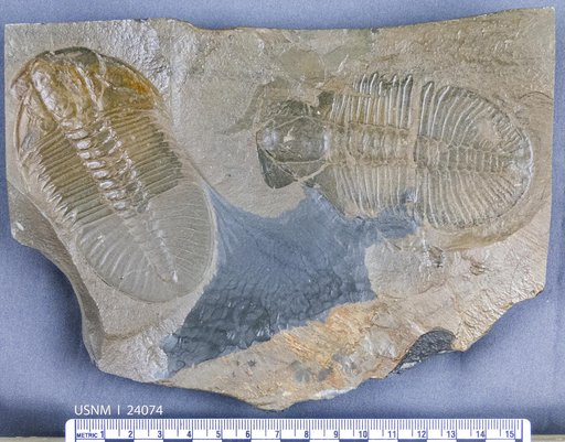 Ogygopsis klotzi Rominger