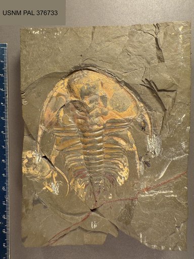 Fremontia fremontensis (Walcott, 1910)