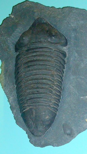 Dipleura dekayi Green, 1832