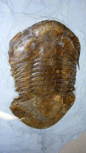 Isotelus sp