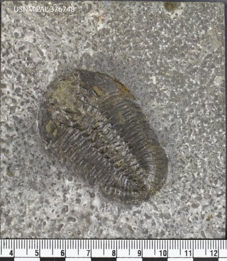 Athabaskia wasatchensis (Resser)