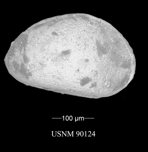 Basslerella obesa Kellett, 1935