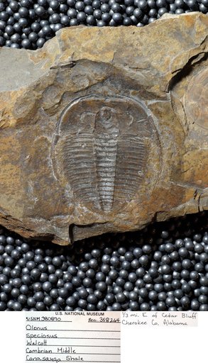 Olenus speciosus Walcott
