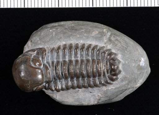 Sphaerexochus mirus Beyrich