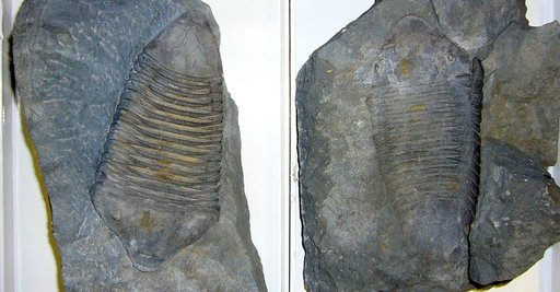 Dipleura dekayi Green, 1832