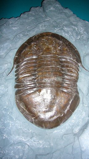 Isotelus brachycephalus Foerste, 1919