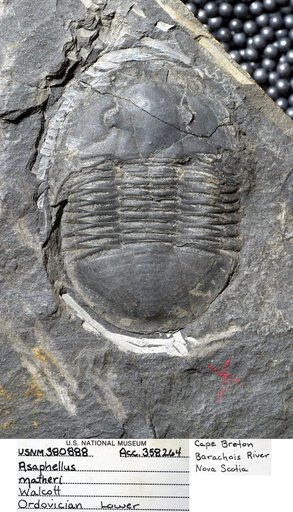 Asaphellus matheri (Walcott)