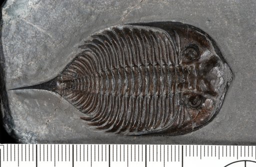 Dalmanites limulurus Lambert