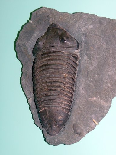 Dipleura dekayi Green, 1832