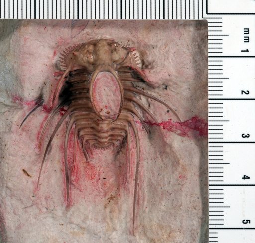 Ceratonurus sp