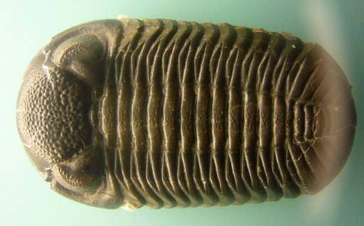 Phacops rana milleri Stewart