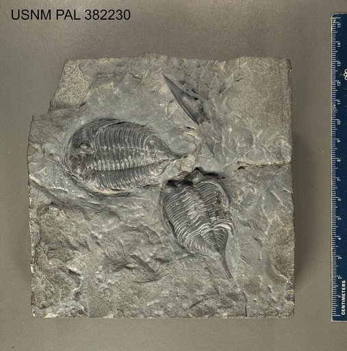 Dalmanites limulurus (Green, 1832)