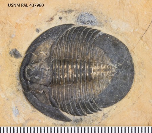 Meniscopsia beebei Robinson & Babcock