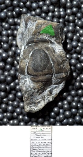 Coosella aff. convexa Tasch