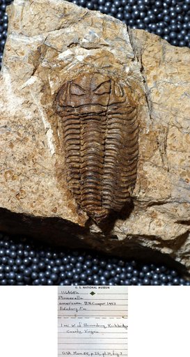 Pliomerella americana Cooper