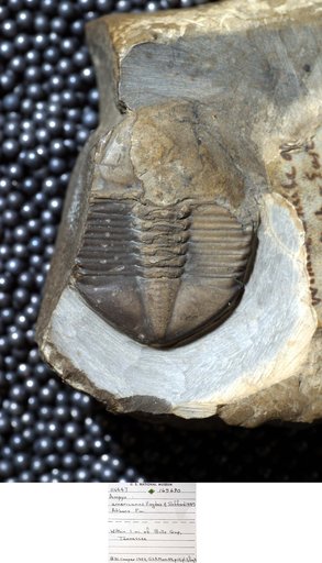 Ampyx americanus Safford & Vogdes