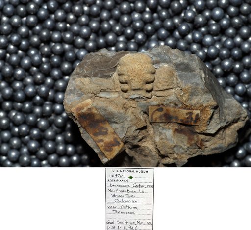 Ceraurus breviceps Cooper