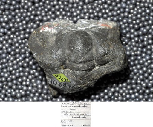 Burnetia pennsylvanica Resser