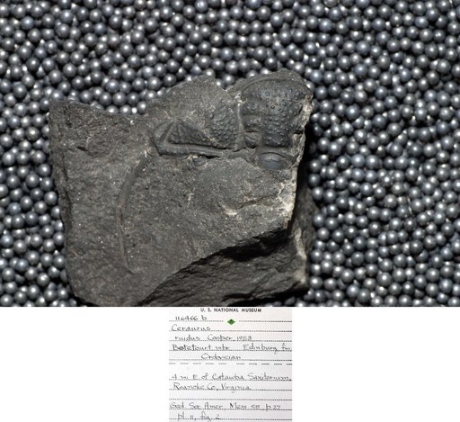 Ceraurus ruidus Cooper