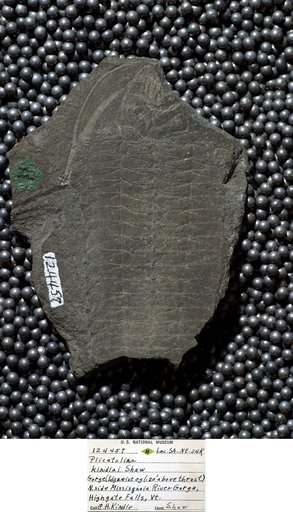 Plicatolina kindlei Shaw