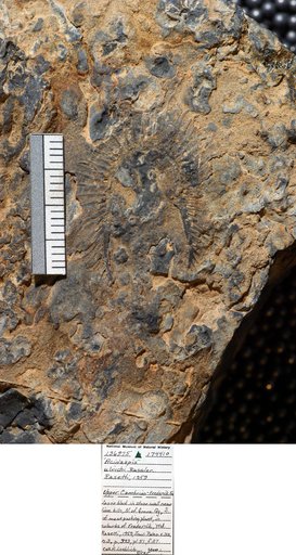 Acidaspis ulrichi Bassler