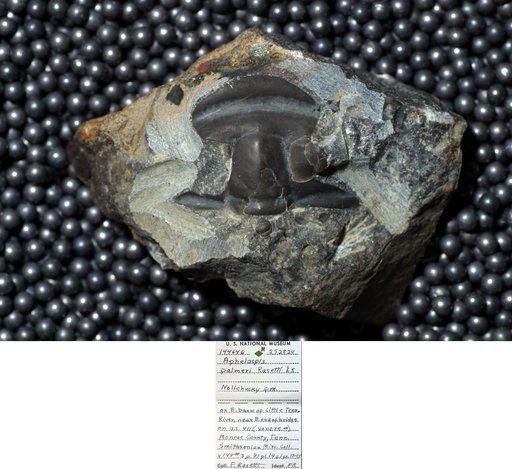 Aphelaspis palmeri Rasetti