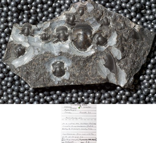 Aphelaspis tarda Rasetti