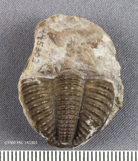 Phillipsia tuberculata Meek & Worthen