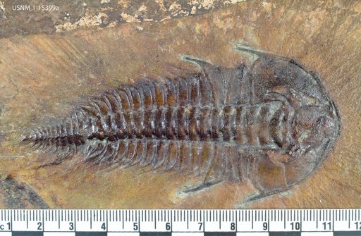Olenellus vermontanus (Hall)