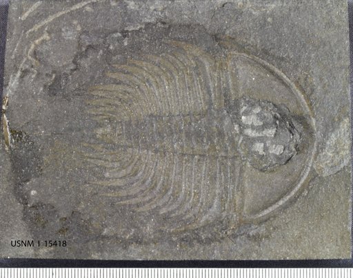 Olenellus thompsoni (Hall, 1859)