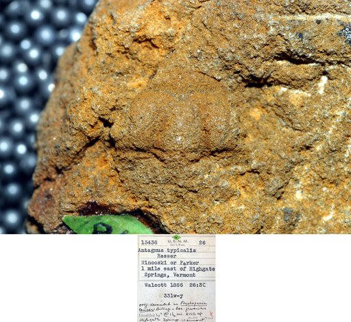 Antagmus typicalis Resser