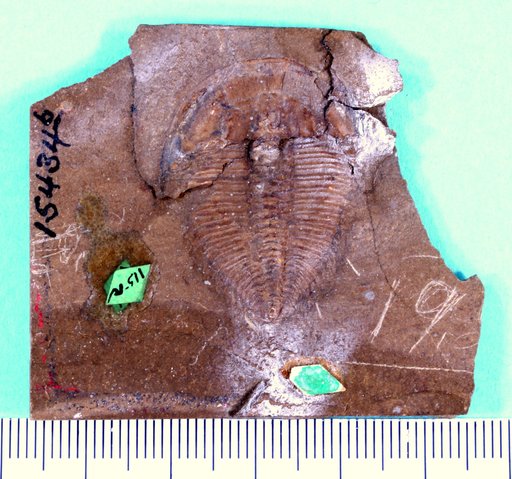 Ptychoparia piochensis Walcott