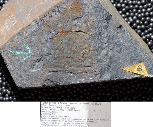Olenoides serratus (Rominger)
